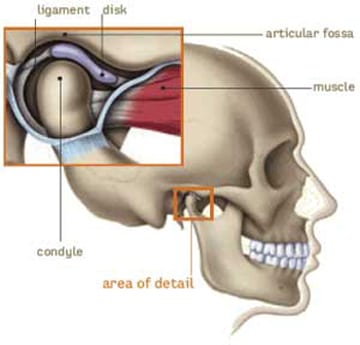 Side-view diagram of the TMJ joint with names of the anatomy included: the mandibular condyle resting in the articular fossa of the skull, the disk and the ligament in between and attached to the musclem, for information on TMJ dentist Dr. Becker in Hoffman Estates.