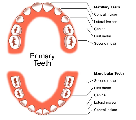 Chart of primary teeth